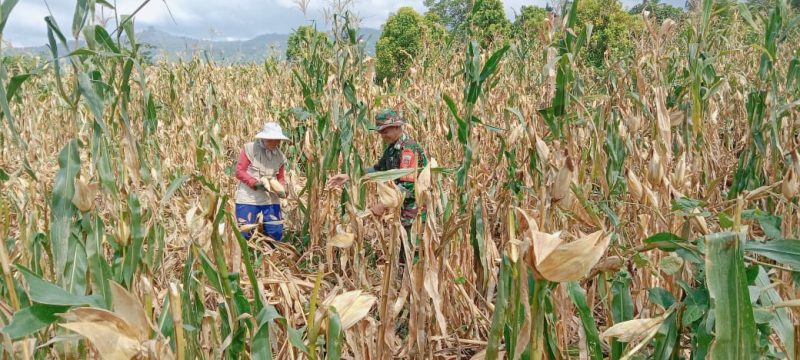 Babinsa Koramil 1410-02/Eremerasa Bantu Petani Panen Jagung