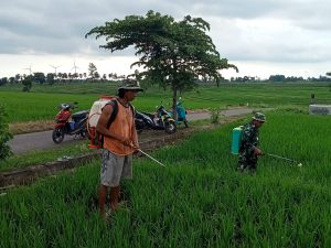 Babinsa Koramil 1410-01/Bissappu Dampingi Petani Penyemprotan Tanaman Padi