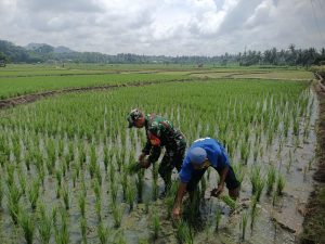 Babinsa Koramil 1410-02/Eremerasa Dampingi Petani Pemeliharaan Tanaman Padi