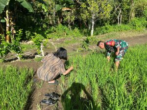 Babinsa Koramil 1410-03/Tompobulu Dampingi Petani Pemeliharaan Tanaman Padi
