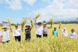 Panen Raya Padi Serentak di Bantaeng, Bupati Uji Nurdin Ungkap Serapan Gabah Capai 84%