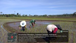 Babinsa Bonto Lebang Turun Sawah Dampingi Petani Dalam Kegiatan LLT