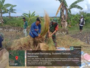 Babinsa Malilingi Dampingi Petani Saat Panen, Dukung Swasembada Pangan di Wilayah Binaan