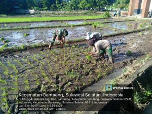 Babinsa Kelurahan Pallantikang Dampingi Kegiatan Tanam Padi di Lahan LLT