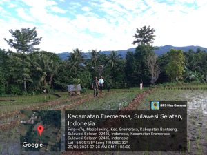 Babinsa Desa Mappilawing Dampingi Petani Tabur Pupuk Padi di Dusun Bambala