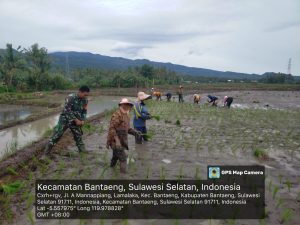 Babinsa Kelurahan Lamalaka Dampingi Petani Tanam Padi Di Wilayah Kerja Poktan Baranneng