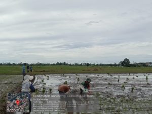 Babinsa Kelurahan Malilingi Turun Langsung ke Sawah Dampingi Petani Tanam Padi