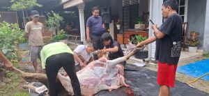 IKA BKPRMI Kota Medan Tebar Satu Hewan Kurban di Idul Adha 1446 H, Perkuat Solidaritas dan Kepedulian Sosial